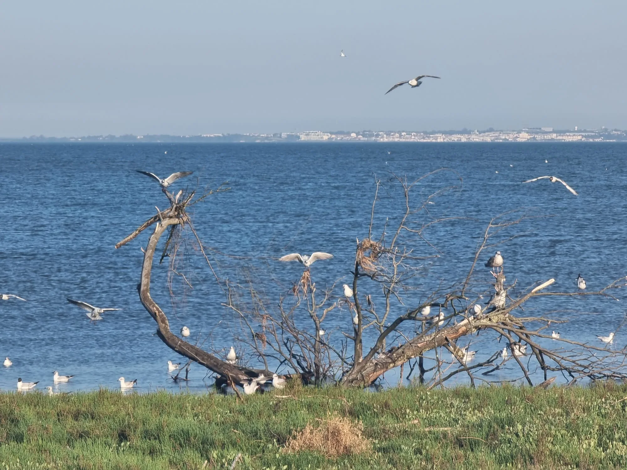 Rio Tejo, Lisboa